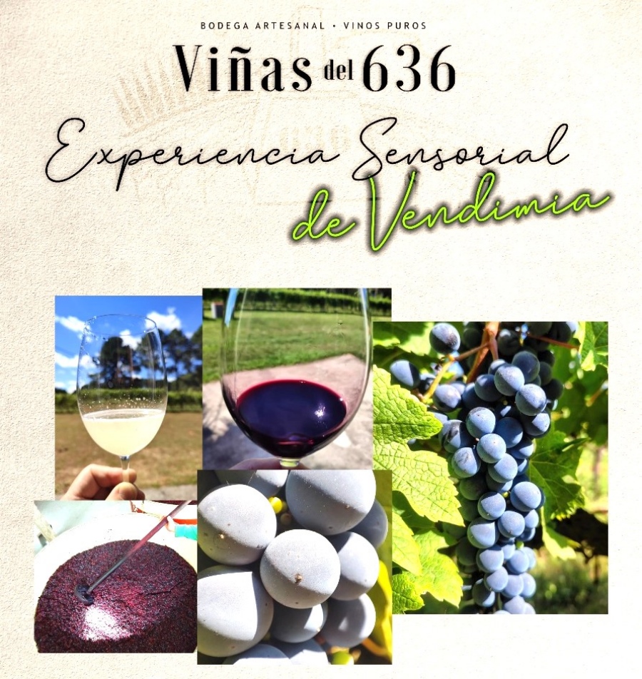 VENDIMIA_A_4_-_VIÑAS_DEL_636_8.2_d6225.jpg