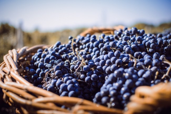 La OMT destaca el papel del turismo enol&oacute;gico para el desarrollo rural sostenible