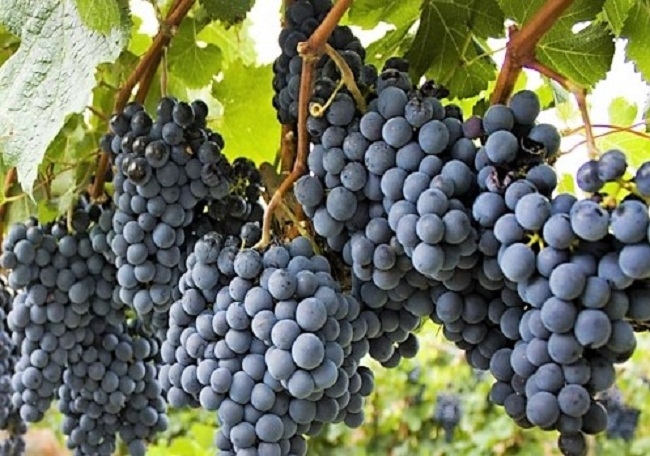 Los vinos nacionales son protagonistas en junio