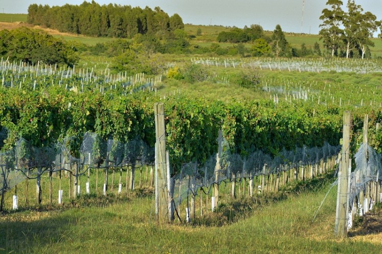 Vi&ntilde;edos y olivares del Quint&oacute;n