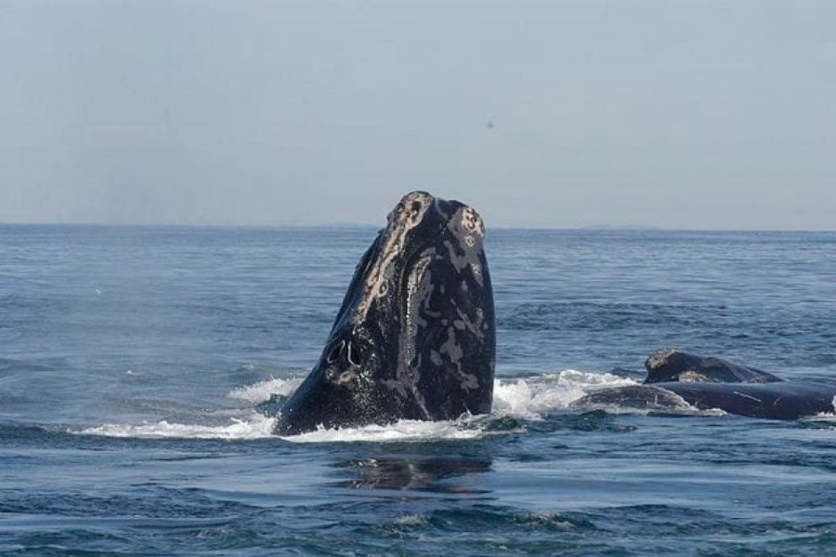 Temporada de avistamiento de Ballenas en Uruguay