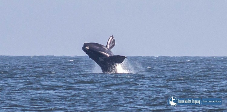 Ballenas en el este