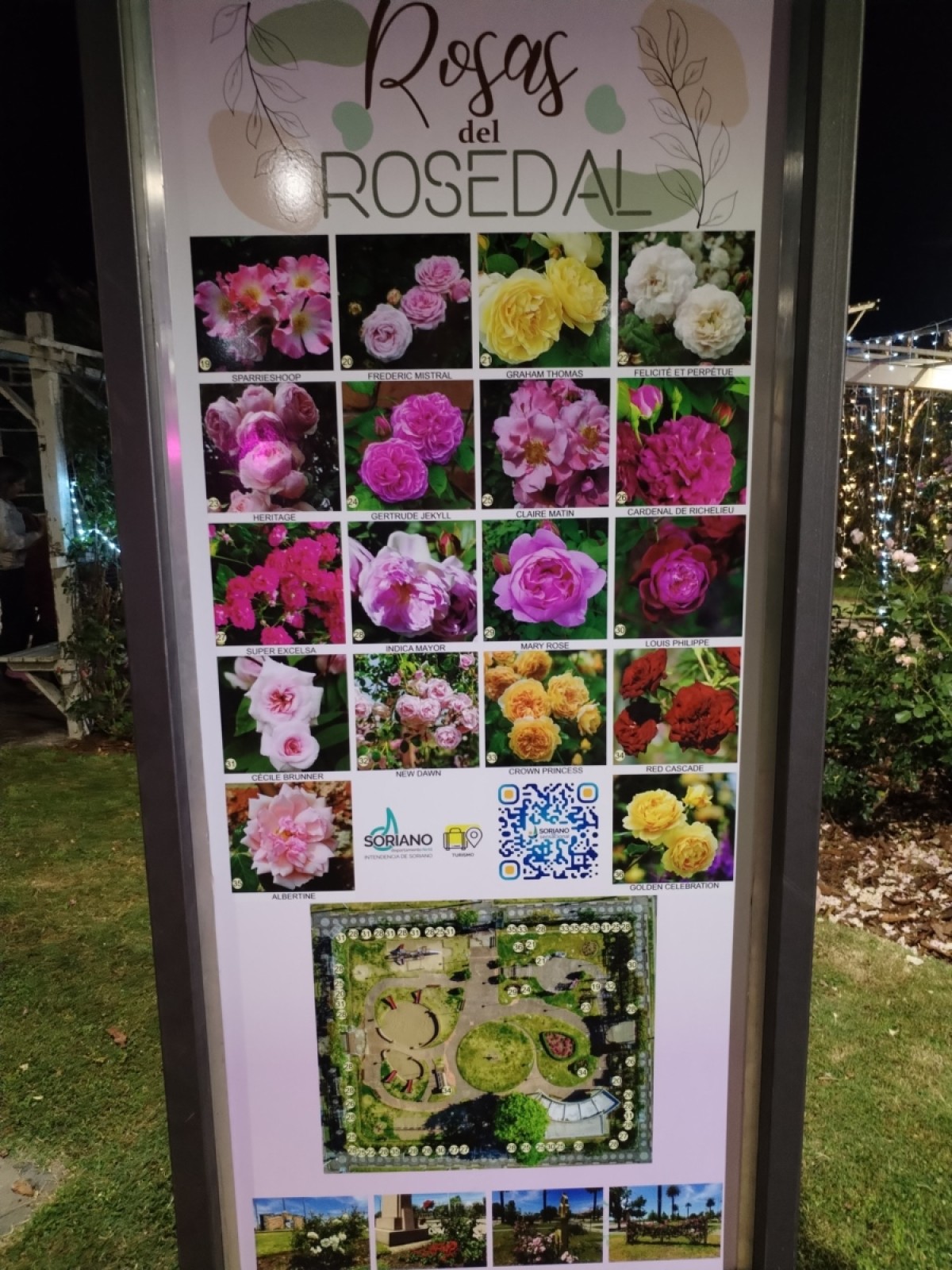 Soriano por noviembre tiene aroma, la fiesta de la rosa llena de color a la ciudad de Mercedes y todas las localidades departamentales.
