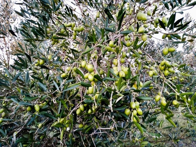 Aceites de Oliva uruguayo