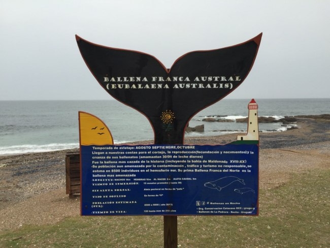 Rocha celebra la llegada de las ballenas con innovador concurso