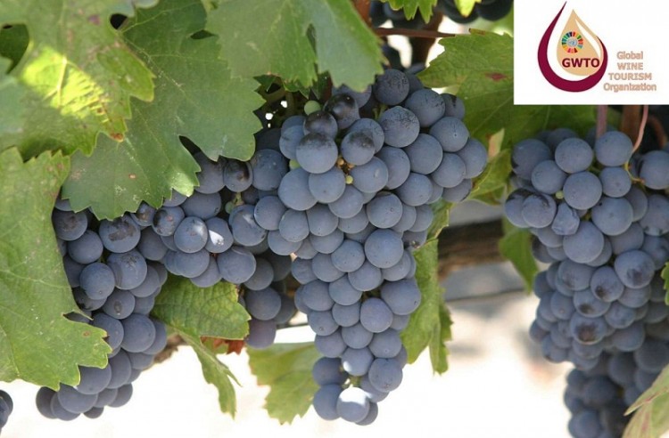 La Organizaci&oacute;n Mundial del Enoturismo le otorga a Argentina la direcci&oacute;n para Am&eacute;rica Latina