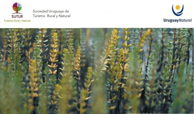 SUTUR: 25 a&ntilde;os potenciando al Turismo Rural y Natural